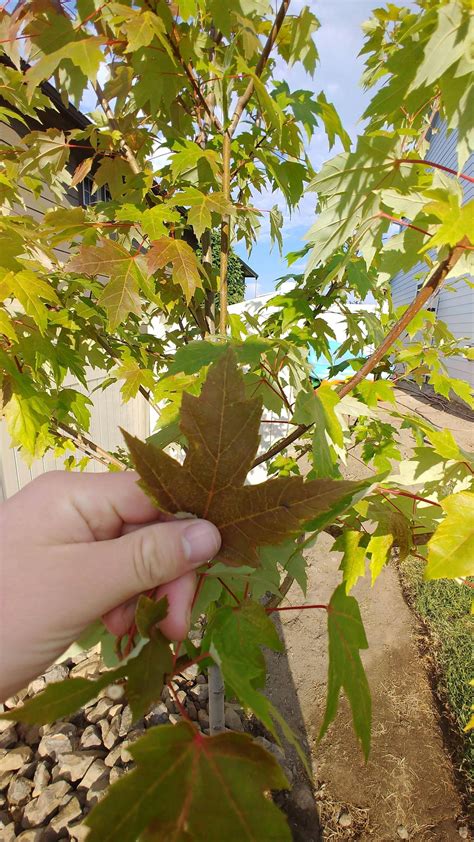 Newly Planted Autumn Blaze Maple Leaves Turning Red Already Rsfwtrees