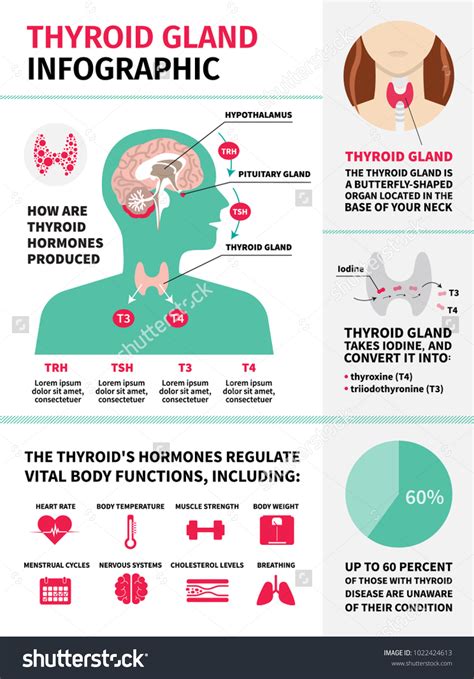 Thyroid Gland Infographic Template Hormones Royalty Free Stock