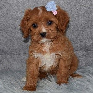 Being a boutique breeder allows us to spend that much needed time with each and every puppy to ensure they are. Cavapoo Puppies for Sale in PA | Ridgewood's Cavapoo Puppy ...