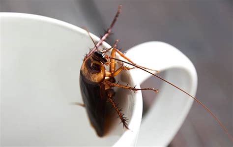Why Cockroaches Invade Homes And How To Keep Them Out Miche Pest Control