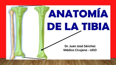🥇 Anatomía De La Tibia Fácil Rápida Y Sencilla Youtube