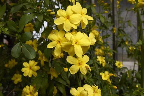 10 Great Jasmines To Grow In Your Garden Artofit