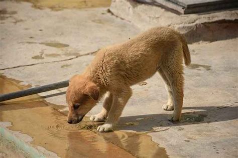Most puppies have quite water repellent coats. When Do Puppies Start Eating Food & Drinking Water