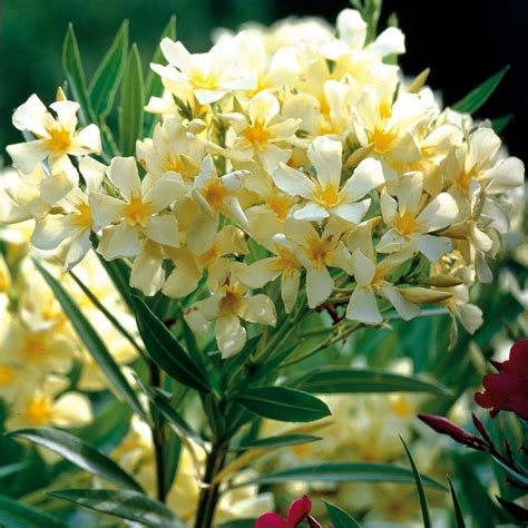 Der oleander ist nicht winterhart. Oleander - gelb - Jetzt bestellen bei tomgarten.de ...