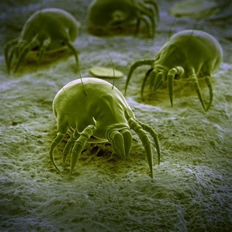 Dust mites live their lives on objects like couches, chairs, bedding, mattresses, stuffed toys and clothing. Bed Bugs & Dust Mites | The Dangers You Should Know About