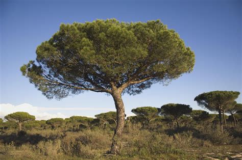 In case you need help for this question, you'll find what you are looking for a little further down on this page. Growing the Italian Stone Pine in the Home Garden