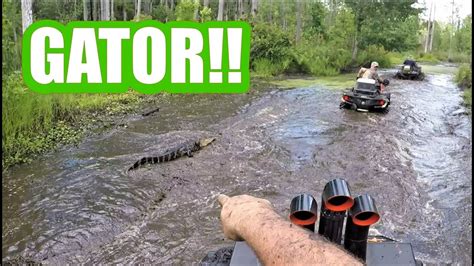 Swamp Trailgator Encounter Youtube