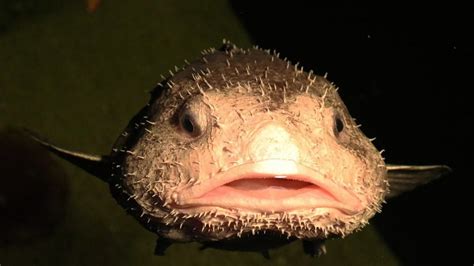 This Is What A Blob Fish Actually Looks Like Underwater In Their