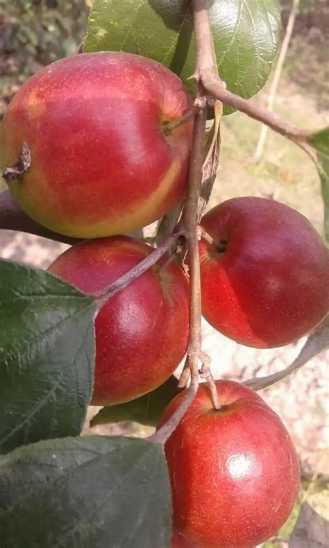 Kasmiri Apple Ber Plants At Rs 30plant ऐप्पल बेर प्लांट In