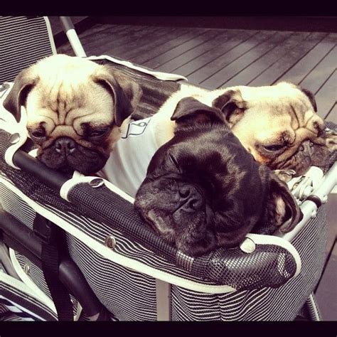 pugs in a stroller pug cutepuppiesinlove pugs pugs funny cute pugs