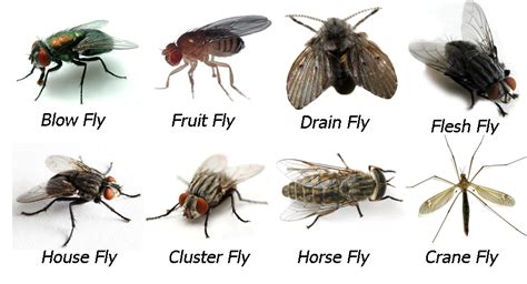 Flies Chem Tech Pest Solutions