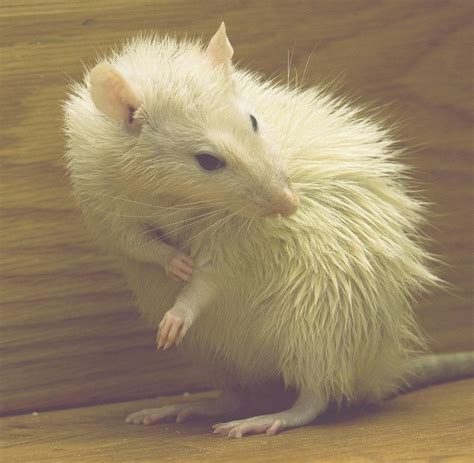 A Mi Rata Se Le Cae El Pelo Causas Y Tratamiento