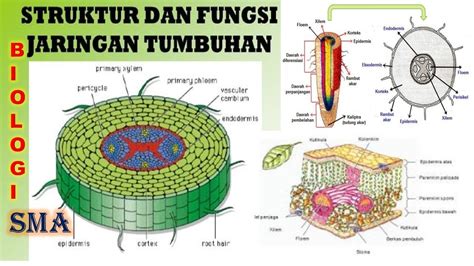 Rangkuman Struktur Dan Fungsi Jaringan Tumbuhan Materi Biologi Sma Vrogue