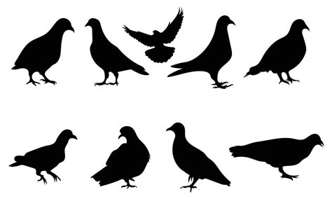 Pigeon Silhouette Isolated On White Background Vector Illustration