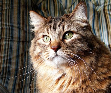 40 Hq Photos Cat With Ear Tufts Breed 9 Cats That Prove The Fluffiest