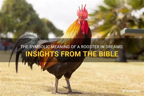The Symbolic Meaning Of A Rooster In Dreams Insights From The Bible