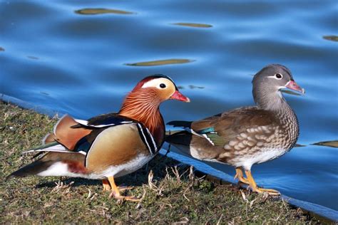 8 Colorful Facts About Mandarin Ducks
