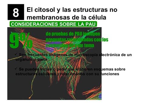 El Citosol Y Las Estructuras No Membranosas De La Célula 2013
