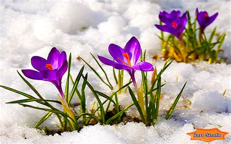 Crocus Flowers Among Icy Snow Screensaver And Animated
