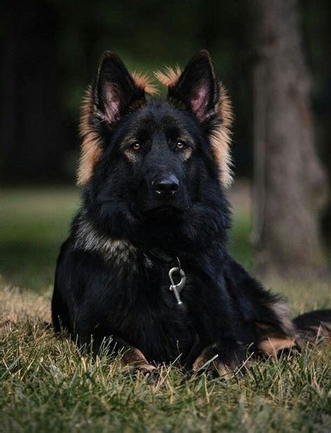 German Shepherd Strong And Loyal Shepherd Puppies Black Sable