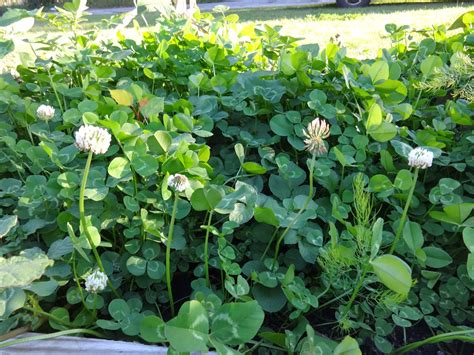 The Perennial Agriculturalist Clover