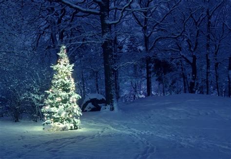 Christmas Tree In Snow Frejs Revisorer