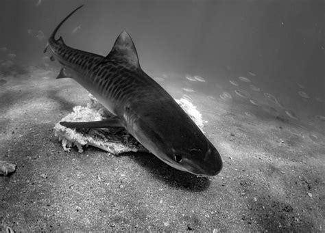 Sl1 Tiger Sharks Sam Coe Oceanographic Oceanographic