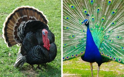 Turkey Vs Peacock What Is The Difference Learnpoultry