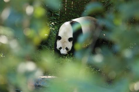 Est100 一些攝影some Photos Mei Xiang Female Giant Panda Smithsonians