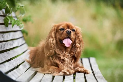 The Actual Lifespan Of A Cavalier King Charles Spaniel