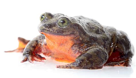 Loneliest Frog In The World Is Looking For A Match To Save His Species