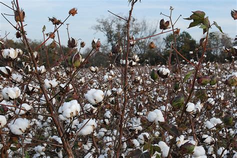 Cotton Diseases And Pests Description Uses Propagation