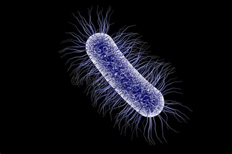 Escherichia coli (abbreviated as e. Escherichia coli-bacterie stock illustratie. Illustratie ...