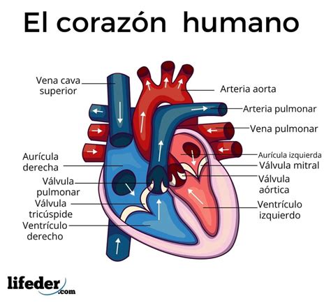 Lista 92 Foto Partes Del Sistema Circulatorio En Ingles Y Español El