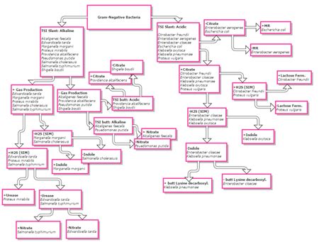 Organized Microbiology Gram Stain Flow Chart Unknown Bacteria Flow