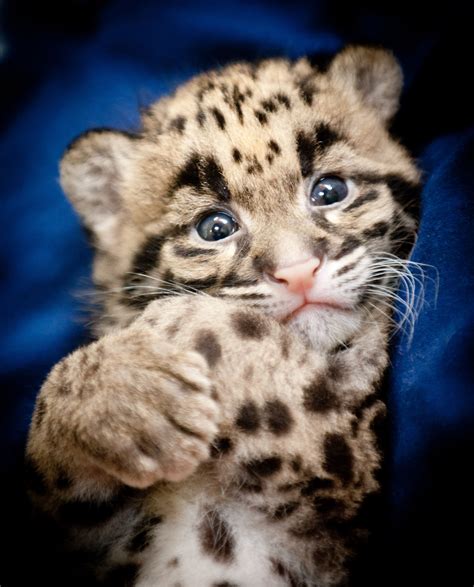 Endangered Clouded Leopard Cubs Born At Point Defiance Zoo And Aquarium