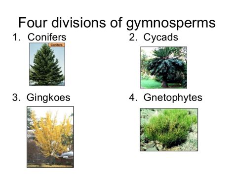 Types Of Gymnosperms