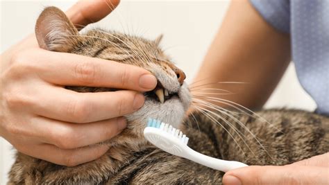 When Can You Start Brushing A Cats Teeth Healthcare For Pets