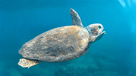 Watch Mother Of Anger Sea Turtle Gliding In Clear Lebanese Water