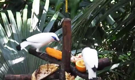 After 10 Years Of Conservation Efforts Bali Mynah Are Singing Again In