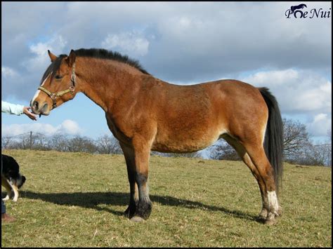 laila de quiffeu french saddle pony pony breeds horse breeds pony horse