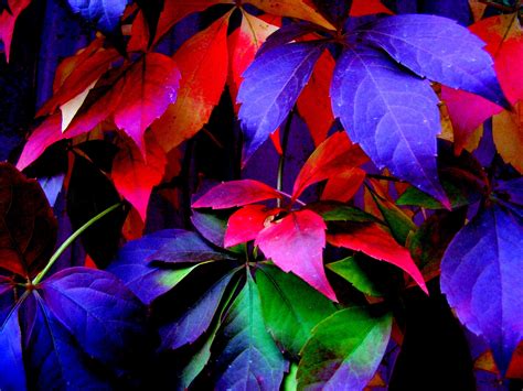 Free photo: Colorful Leaves - Color, Colorful, Green - Free Download - Jooinn