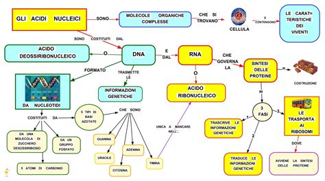 Mappa Concettuale Acidi Nucleici Scuolissima The Best Porn Website