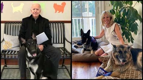 The president, seen petting the alleged assailant in early 2021. Joe Biden dogs, Biden DOTUS major and Champ, Joe and Jill Biden, US president dogs, Dogs of the ...