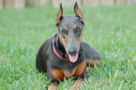 Can a doberman be a service dog. My beautiful blue Dobie, Evie! (With images) | Military ...