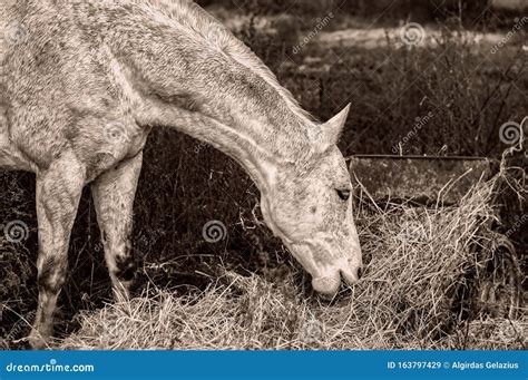 Dapple Grey Horse Eating A Hay In A Farm Yard Stock Image Image Of