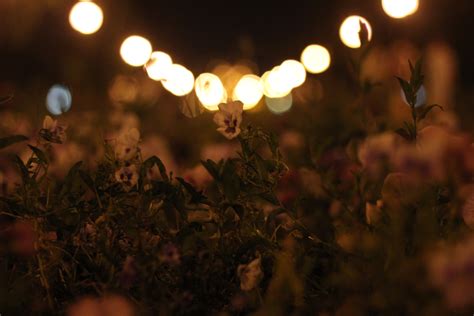 Wallpaper Sunlight Landscape Flowers Night Evening Blurred