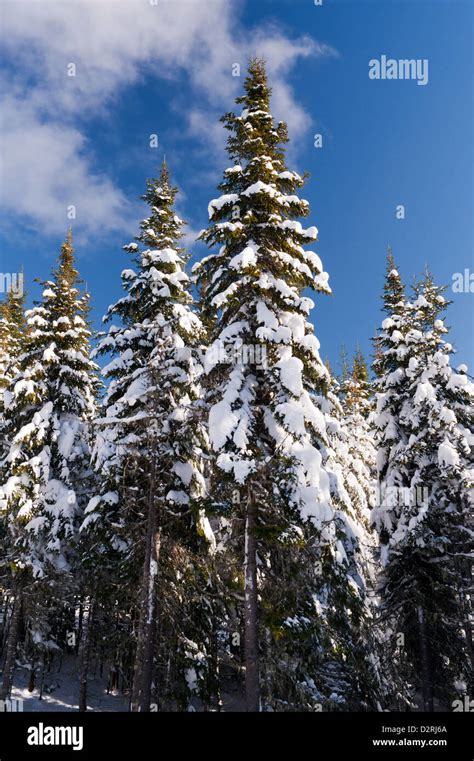 Snowy Spruce Trees In A Canadian Forest Stock Photo Alamy