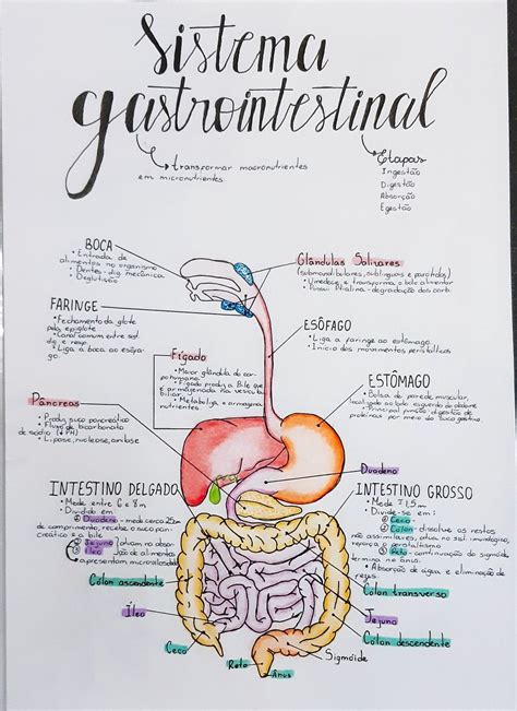 O Trato Gastrointestinal é Subdividido Em Camadas Com Funções Específicas