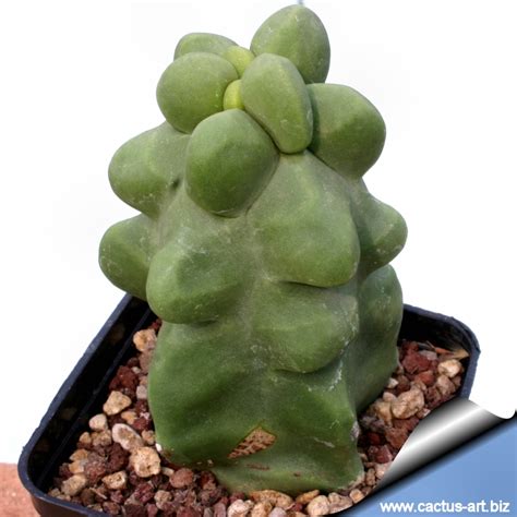 No posts regarding the entheogenic or spiritual uses of cacti, check out /r/druggardening if you want to discuss such things. Lohocereus scotti f. mostruosa